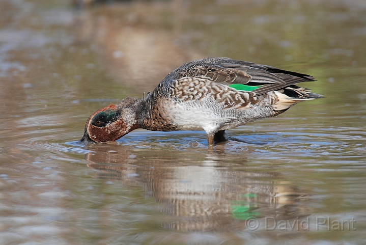 Teal male - F.JPG - Teal, male - Slimbridge